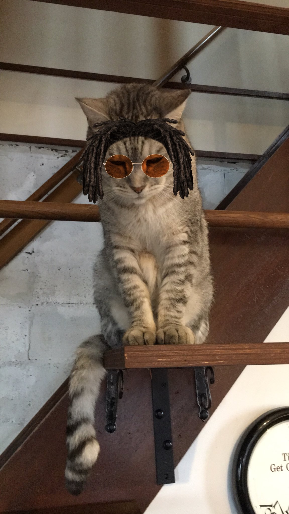 Cloud Nineの猫たち Twitter ನಲ ಲ シャンプーハットのみうちゃんとパリピなみうちゃん M 猫カフェ 猫スノー スノーカメラ T Co W8x8oxmufc Twitter