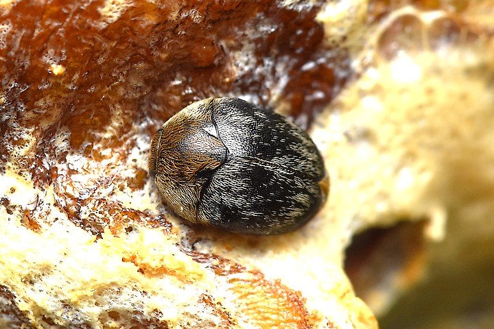 当館の庭で真新しいハラビロカマキリの卵(卵鞘)を見つけました。……が