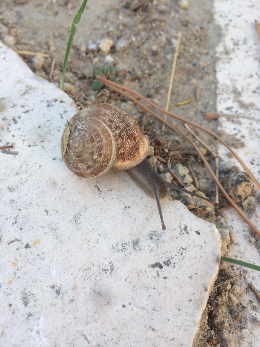 Sen geldin #sonbahar da geldi 🐌🍂🤩