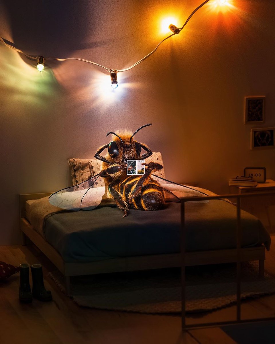 What a better place than your bed when it is rainy outside. Even though it’s very important for nature, I’m not very much into rain because it frizzes my hair! 🌧️

Courtesy: bee_nfluencer
#beekeeper #beekeeping #bee #honeycomb #royaljelly #beehive #bees #apiary #apiarylife #BB21