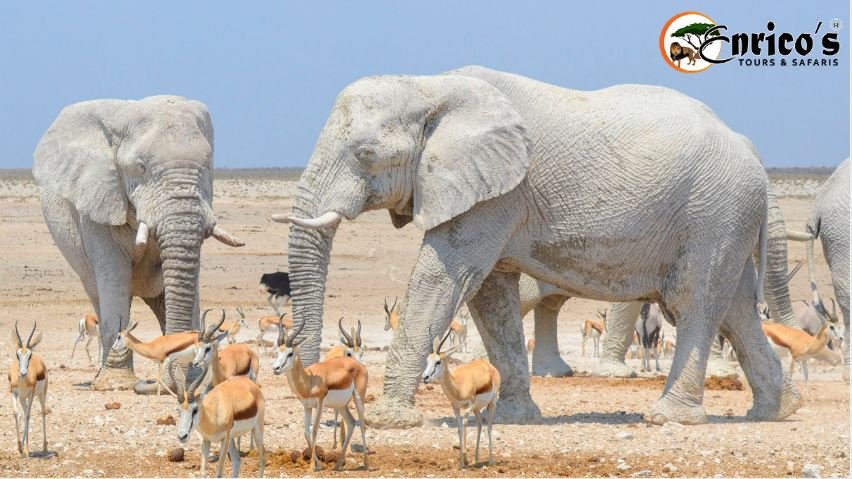 Enricossafaris's tweet photo. Did you know that elephants cannot see well?

But they have an exceptional hearing skill and a great sense of smell.

#EtoshaNationalPark-the home of #NamibianElephantHerds.

#tanzania #safarilive  #adorable #loveisintheair #tanzaniadestination #bestdestination #nationalpark https://t.co/oUVeUAEu0N