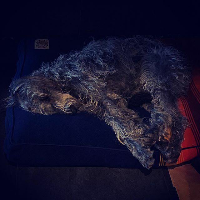 She almost looks smaller than the giant she is. #wolfadoodle ift.tt/2njN5yc