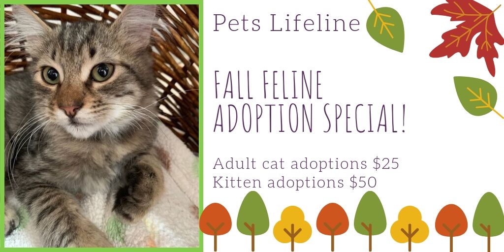 PetsLifeline's tweet photo. The #FallFeline Adoption special kicks off today!
Kitten adoptions are $50 and Adult Cat adoptions are $25. Come make a new best friend this Autumn!
https://t.co/jGFkpgEtxU https://t.co/gIYNyltUi0