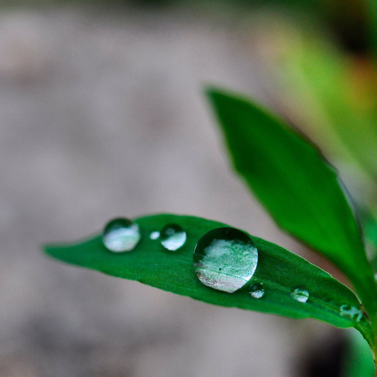 juco_photo's tweet photo. The rain is back - Troyes, France.
.
#picoftheday #photooftheday #rain #water #waterdrop #waterdrops #waterdroplets #waterdroplet #beautiful #leaf #plant #plants #nature #naturelover #naturephotography #macro_love #macro #macros #macromania https://t.co/ZzSAAEdgKp