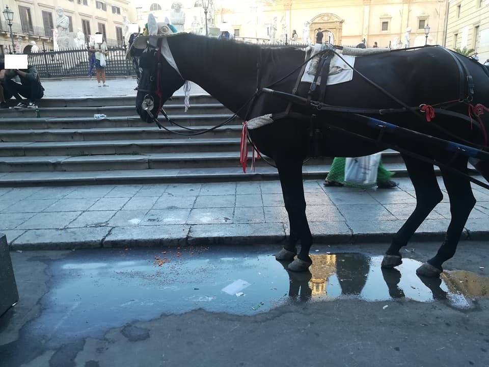 MobilitaPA's tweet photo. Piazza Pretoria, stalla a cielo aperto? https://t.co/wIkZjebcdL https://t.co/dablMtEYeX