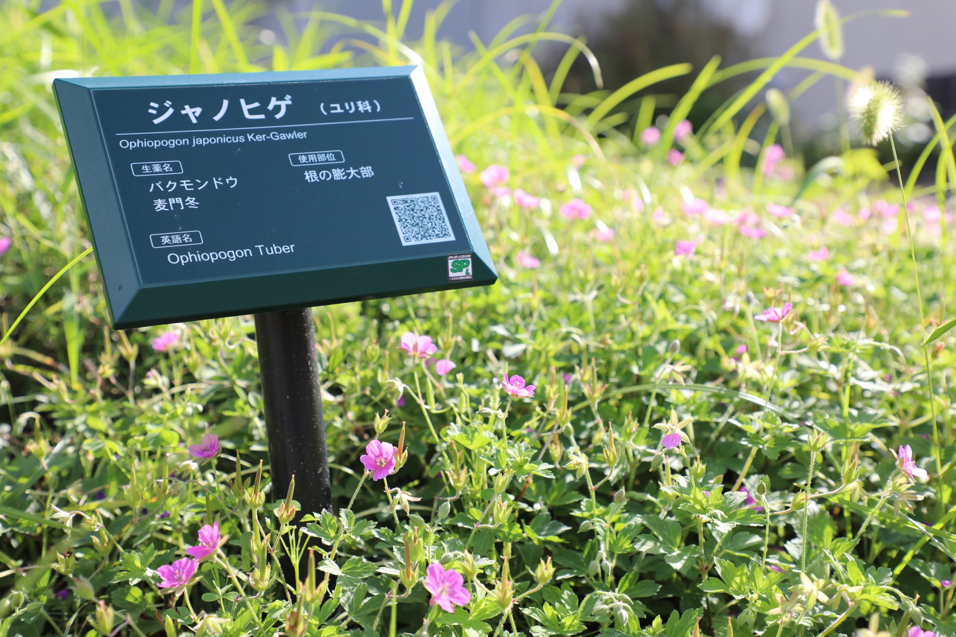 Kyoto University On The Pharmaceutical Science Campus You Can Find The Experimental Station For Medicinal Plants Built In The 1980s The Station Continues To Be Utilized By Scientists And Students Kyoto University On The Pharmaceutical Science Campus You Can Find The Experimental Station For Medicinal Plants Built In The 1980s The Station Continues To Be Utilized By Scientists And Students