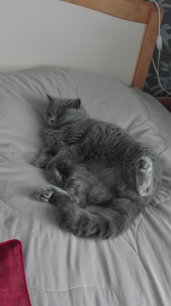 Pupluni's tweet photo. @medoita @RiotSupport @loleu @089Adri Have a look at this fluffy cat i found from dragon pit. https://t.co/i2f5IvUOfU