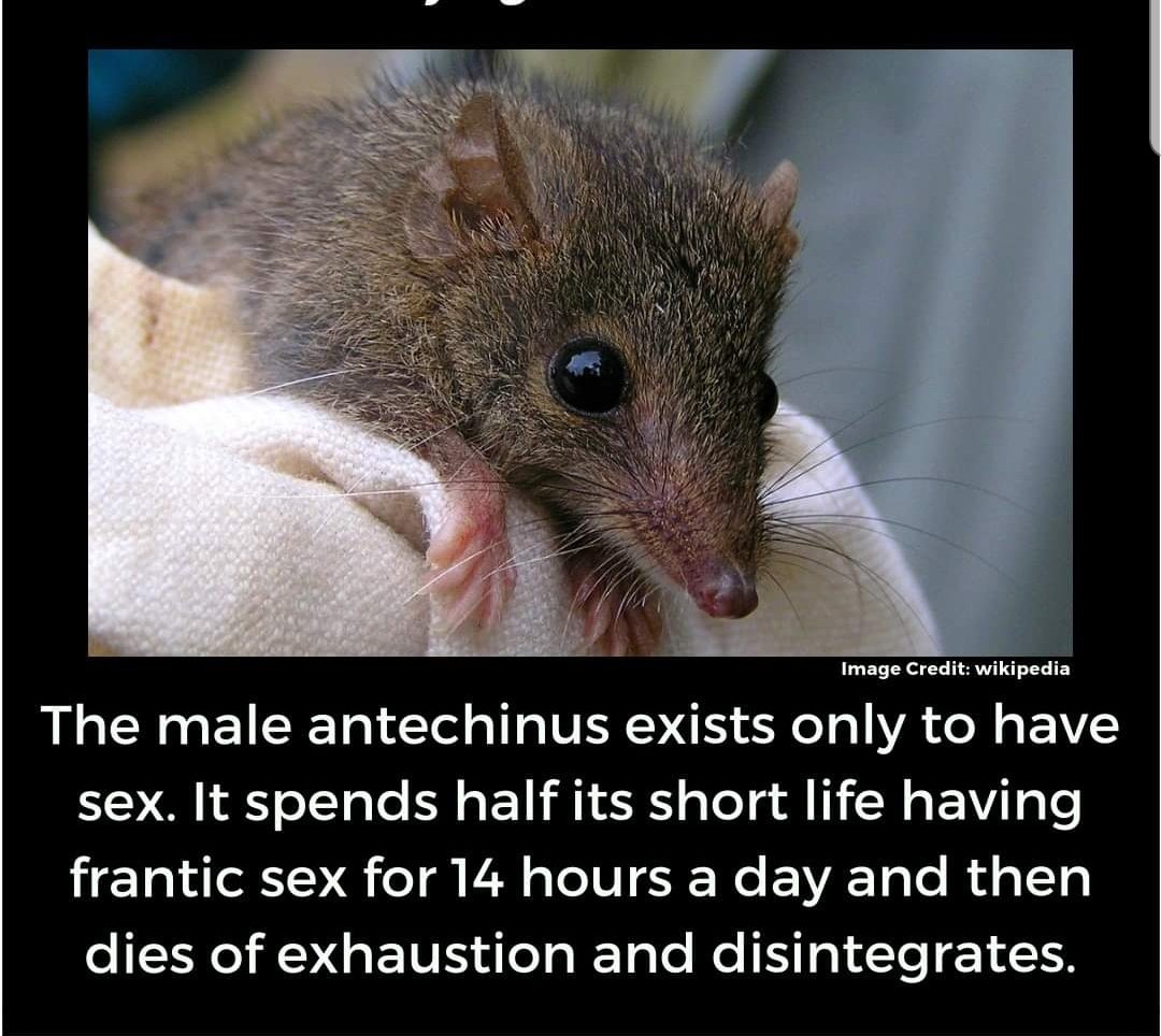 paulinepark's tweet image. #male #antechinus #sex #animal
nationalgeographic.com/science/phenom…