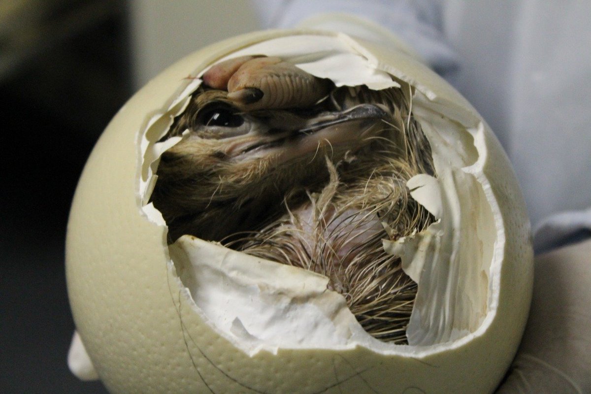 This past weekend we celebrated the life of an ostrich with Berluda's Ostrich Tour! #TravelGround #MeetSouthAfrica