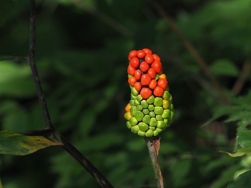 ピッキオ 赤く色づき始めたマムシグサの実がありました 芯が膨らんで実の隙間がひらいてくると 地の黒い色が見えてきて 赤と黒との２色効果で野鳥を惹きつけます しかし硝酸カルシウムを多く含むので 人間は食べることができません ピッキオ 軽井沢