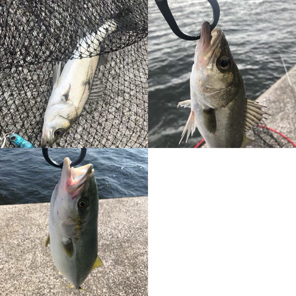 新鮮な岸壁ジギング 冬 魚のすべて 新鮮な岸壁ジギング 冬 魚のすべて