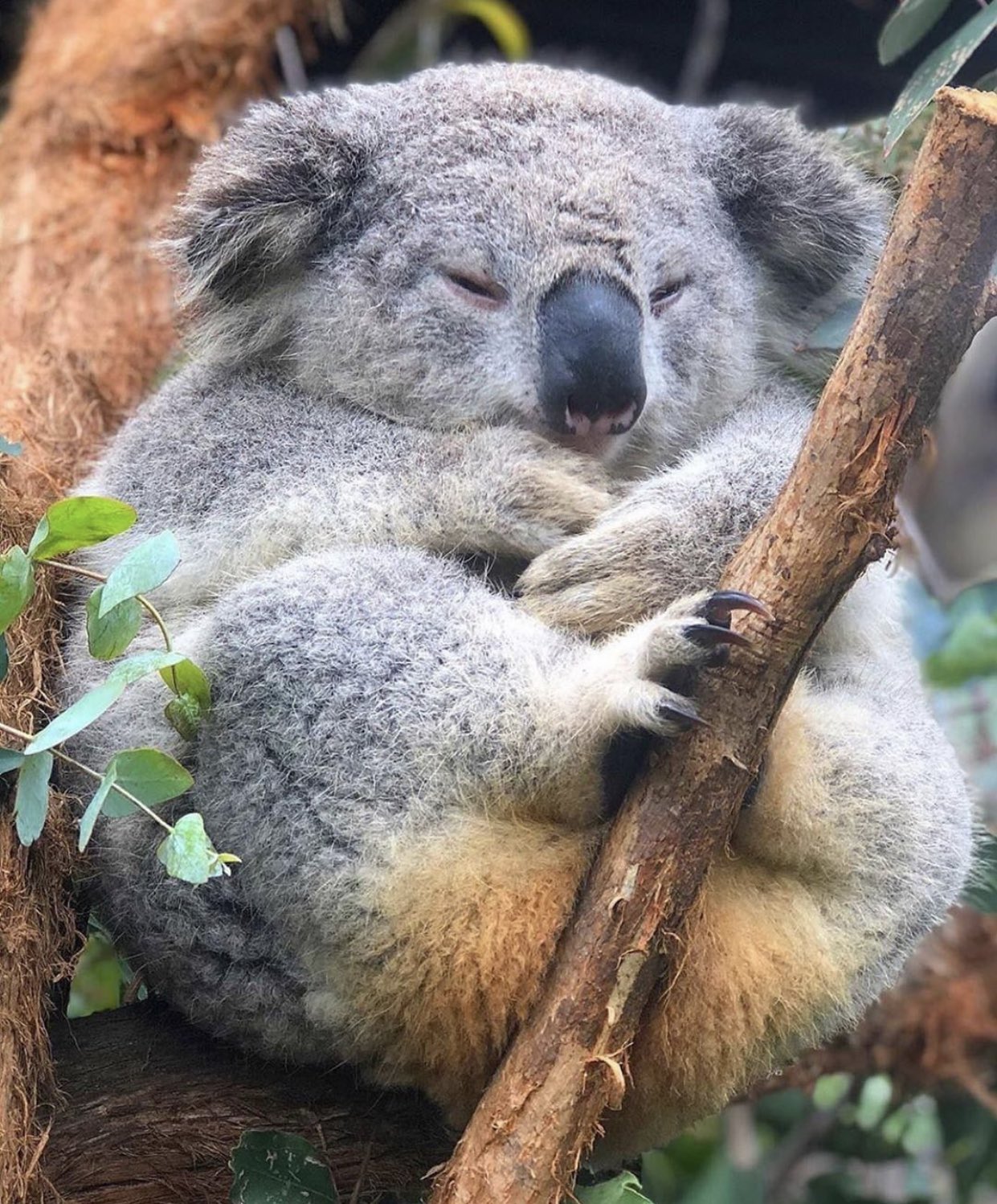 Коала