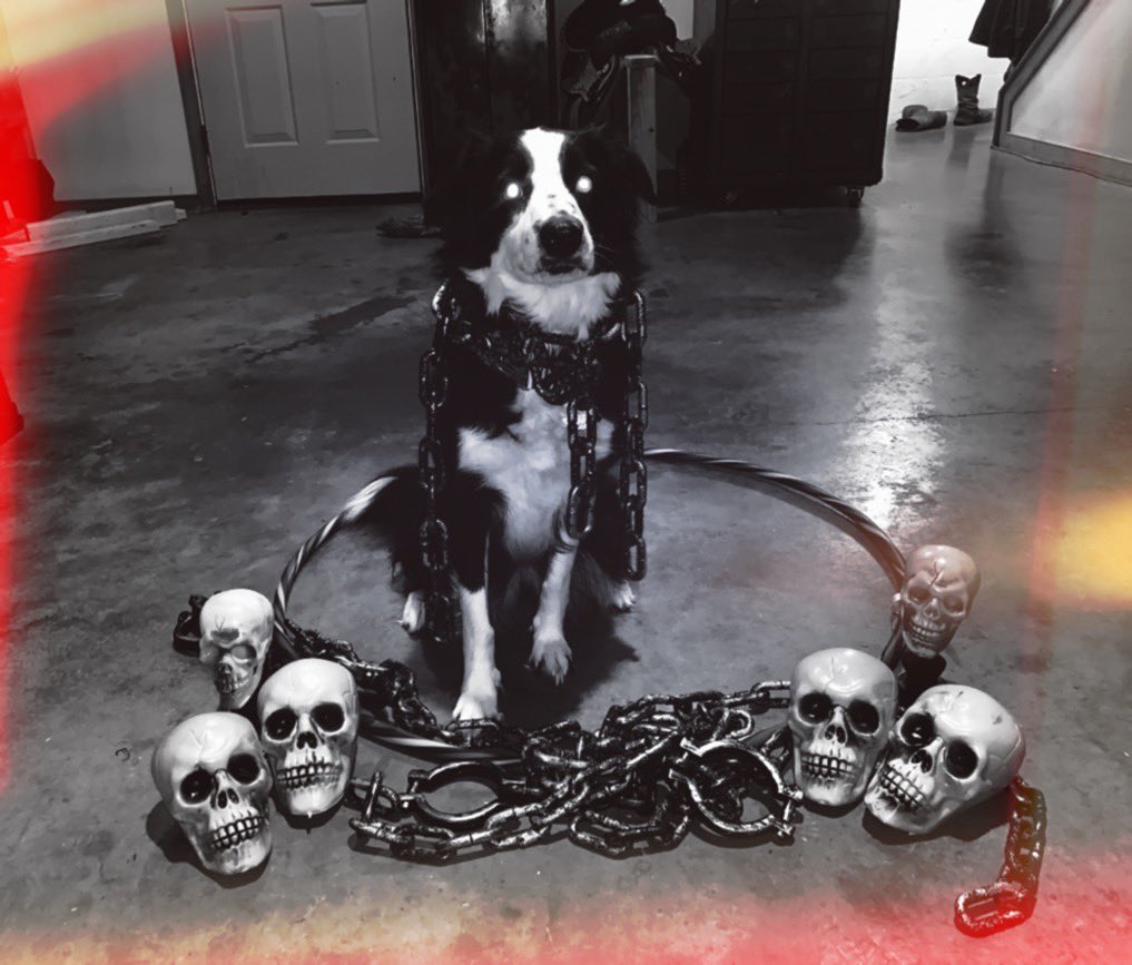 SLIMEparanormal's tweet photo. Kittkat is ready for spooky season 👻 #paranormal #spookyseason https://t.co/hsZDzm2hB2