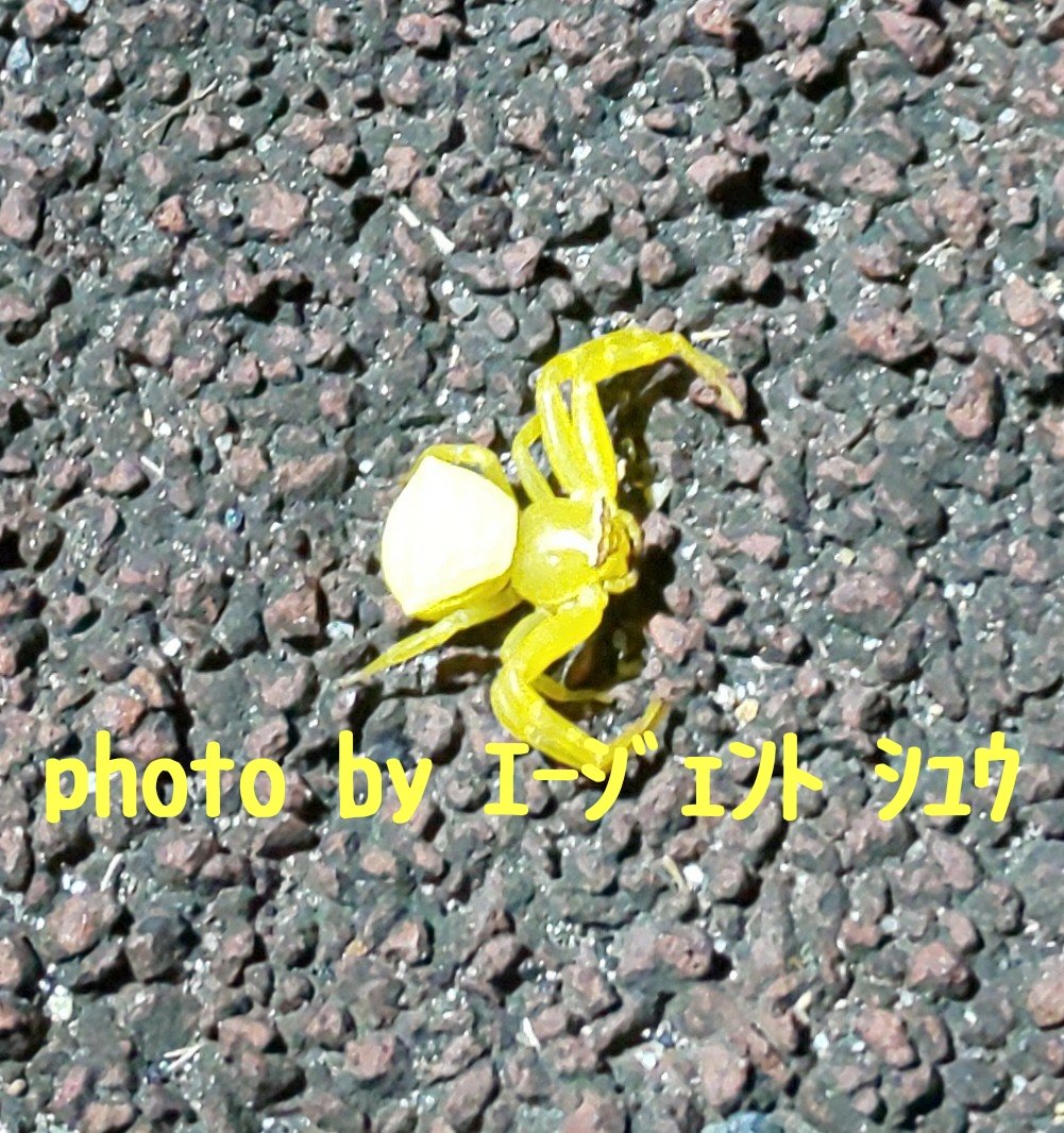 はくちょうﾗｲﾅｰ 特装taxi 黄色 蜘蛛 黄色い蜘蛛 黄色いクモ 洗濯物 洗濯物に付いてる虫
