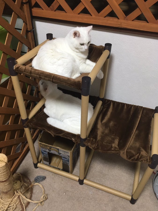 愛猫にキャットタワーを自作したい 簡単につくれる方法をご紹介