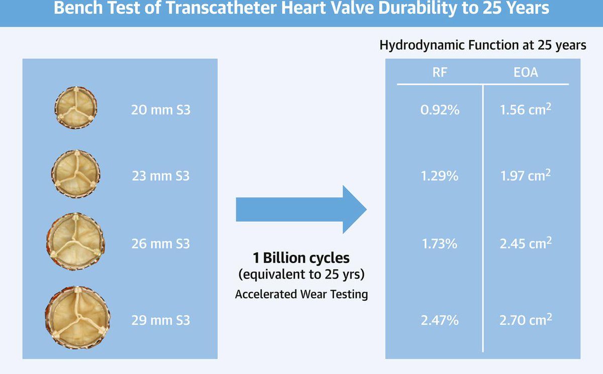 New from #JACCINT! A study from @CHVI85209027 in Vancouver offers insights into long-term durability of transcatheter heart valves. May be good news for younger patients. fal.cn/34adE #TCT2019 #ACCIC