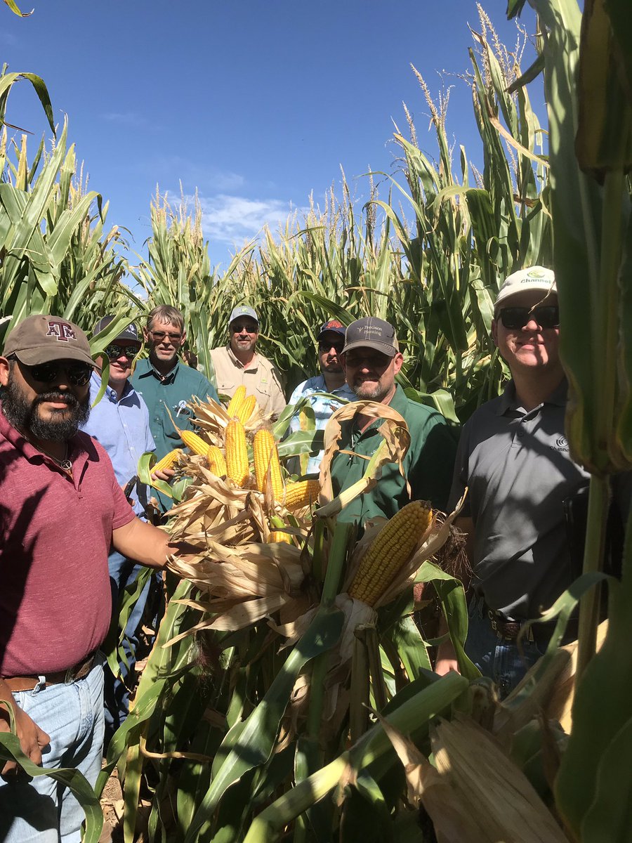 BBSeedllc's tweet photo. Looking at plots with seedsman around the northern Texas panhandle.  Seeing some good things with the new Channel lineup.  Day 2 starts today and we will be seeing how things look South of I-40. https://t.co/kJA0vV8fUe