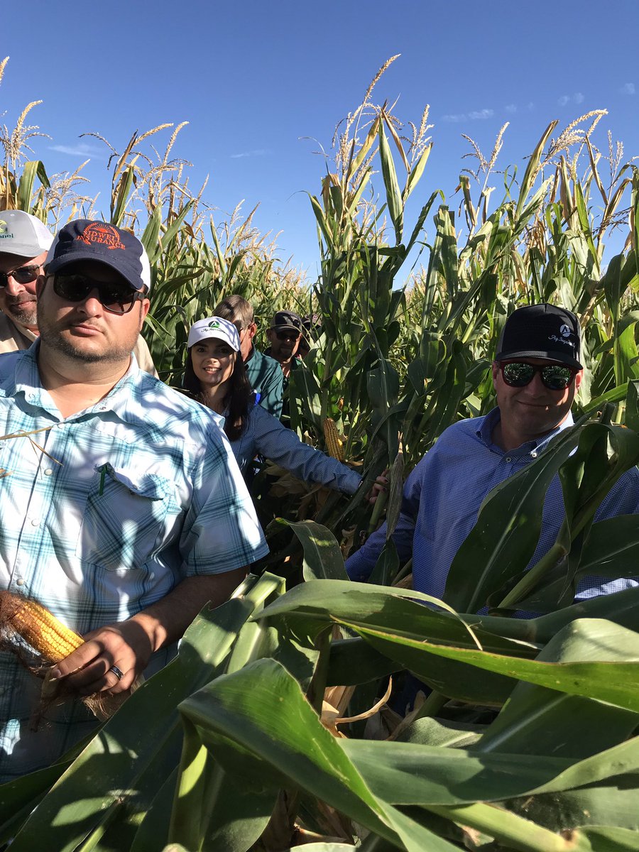 BBSeedllc's tweet photo. Looking at plots with seedsman around the northern Texas panhandle.  Seeing some good things with the new Channel lineup.  Day 2 starts today and we will be seeing how things look South of I-40. https://t.co/kJA0vV8fUe