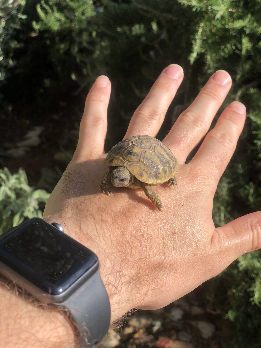 RoryTheVet's tweet photo. I made a new pal... #tinytortoise https://t.co/uIzE09TsZg