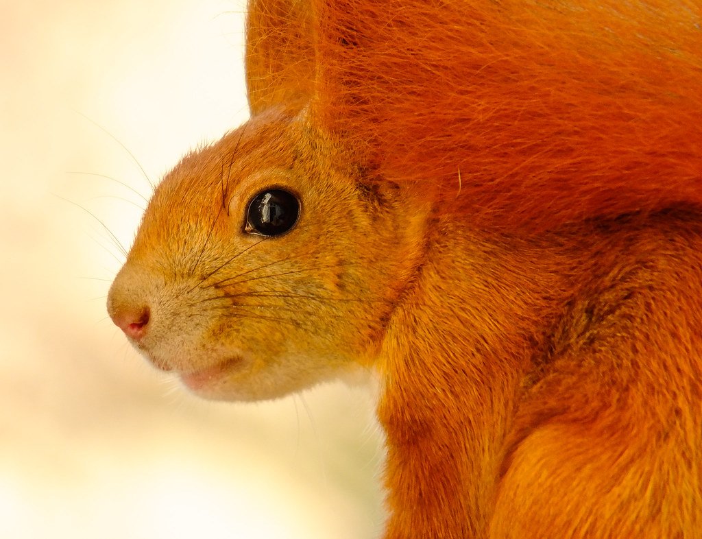 DailySquirrel__'s tweet photo. @toynamerbot🐿 https://t.co/bmcIn8yLsJ