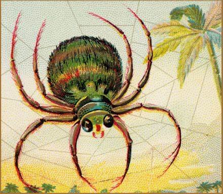 JiggeryJackMac's tweet photo. It is considered very bad luck to kill a spider as their presence in your home symbolizes good health, wealth, and cleanliness. It is said that if you absolutely must kill a spider then you can negate the bad luck by apologizing profusely to the creature first.
#FolkloreThursday https://t.co/9SfQs1bY8D