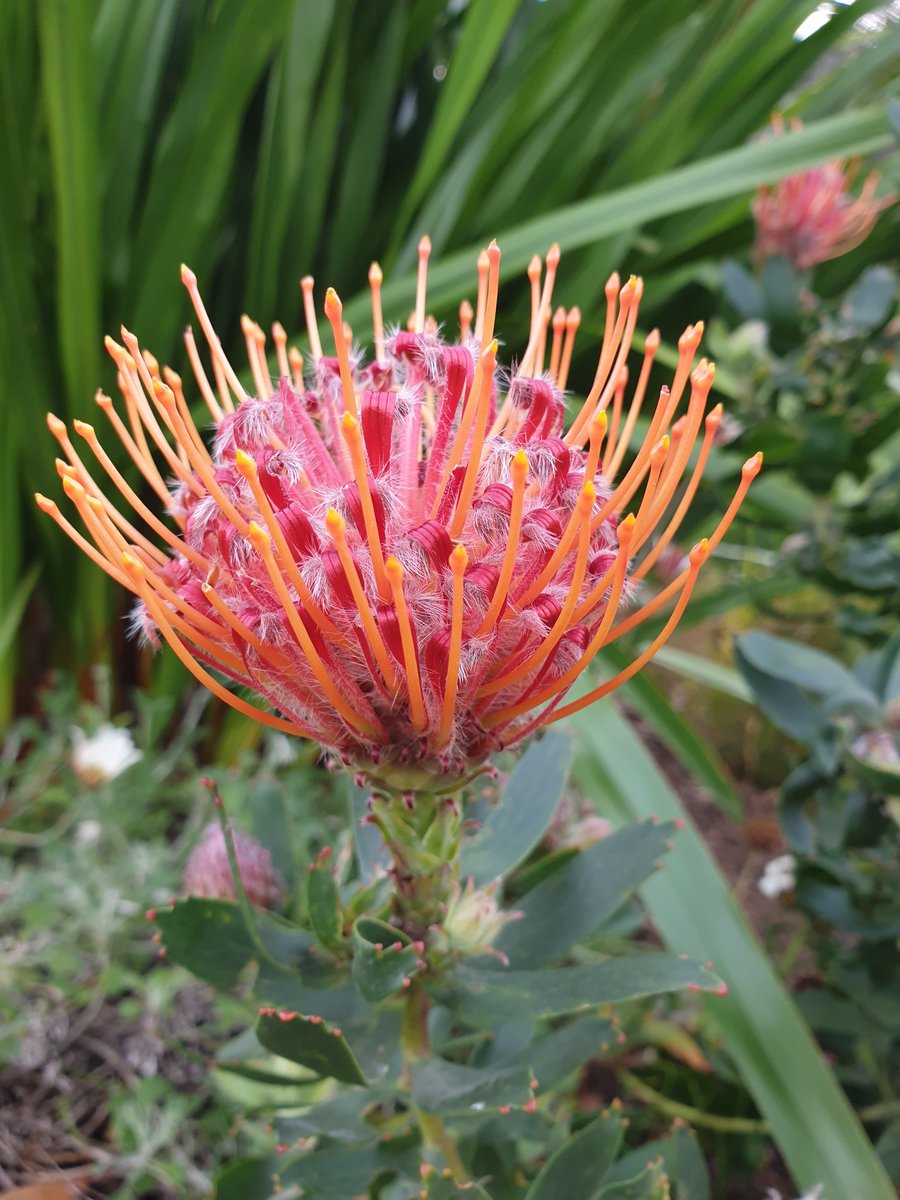 Protea beauty of South Africa. #Flowers #protea #southafricanplants