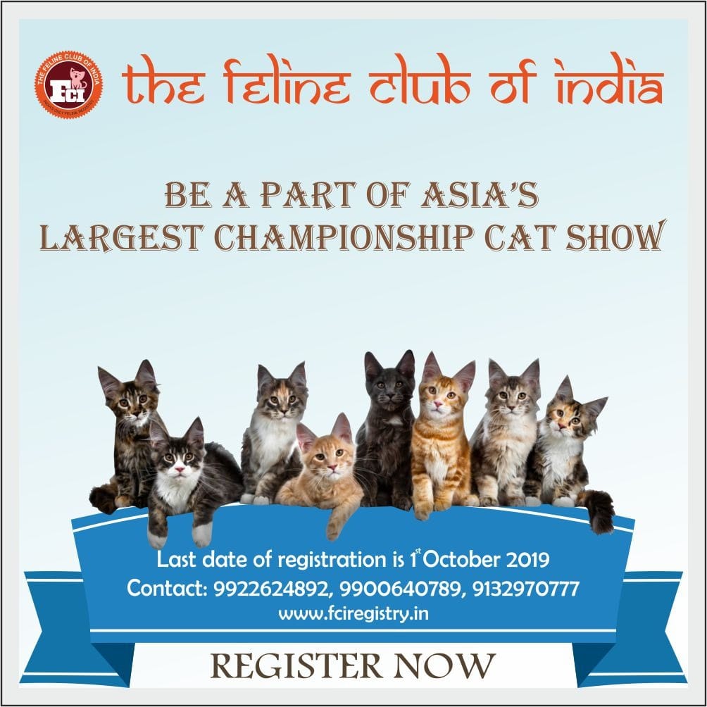 The Feline Club of India tweet media