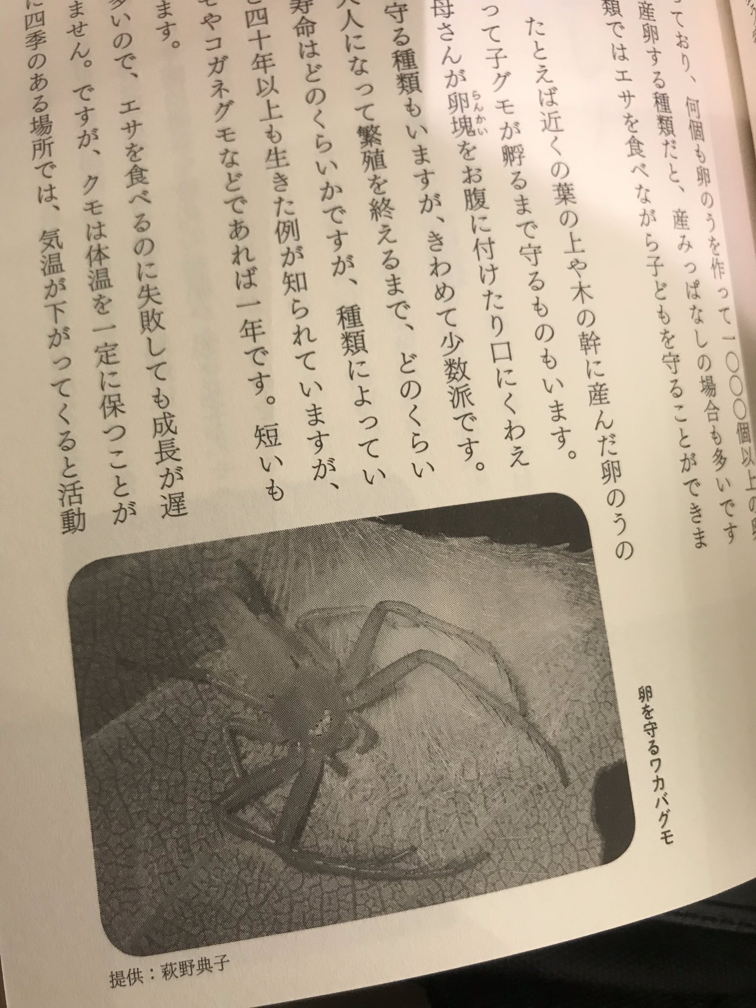 ミシマ社 ジュンク堂書店神戸さんちか店さん 新刊 クモ のイト は理工書棚前の平台にございます ロングセラー 胎児のはなし もございます クモは産卵するから胎児はいないけど この本には 卵 を守るワカバグモ 写真が載ってます でもクモは基本