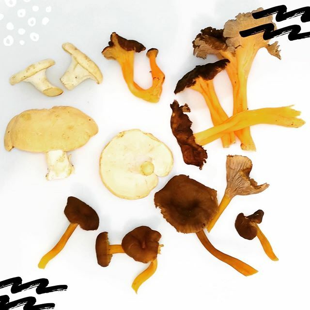 honza_setas's tweet photo. #surtidodesetas en estos días:
#lenguadevaca
#trompetaamarilla
#angulademonte
#boletus
En https://t.co/6frvY19zxd
#ceps
#piedmount
#yellowfoot
#trumpetchanterelle
#mushroomsmixed
#honza
#hongosdezamora https://t.co/xxTnNVQkMC https://t.co/CtLFkYArFO