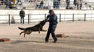 DelGobPaisVasco's tweet photo. @guardiacivil @interiorgob @SubGobAlava A partir de las 11 horas, diversas especialidades de la @guardiacivil (GEDEX, Grupo Cinológico, GAR, entre otros) realizarán una exhibición a la que asistirá Jesús Loza, @DelGobPaisVasco.

👇https://t.co/OyxZOHPXA8 https://t.co/PqXLCBk4t2