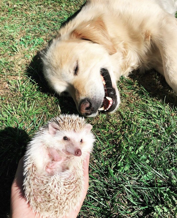 Hedgehog of the Day tweet media