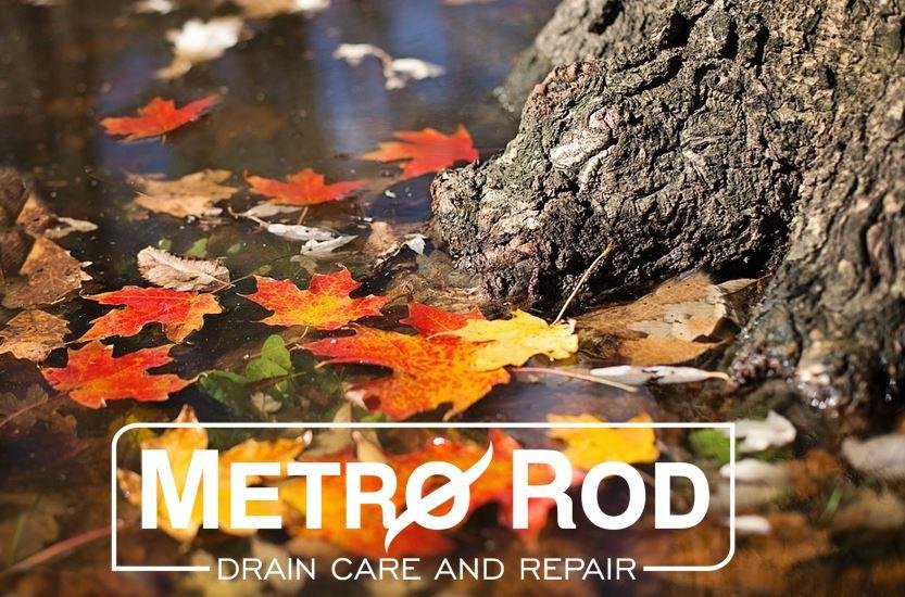 Metro Rod Exeter tweet media