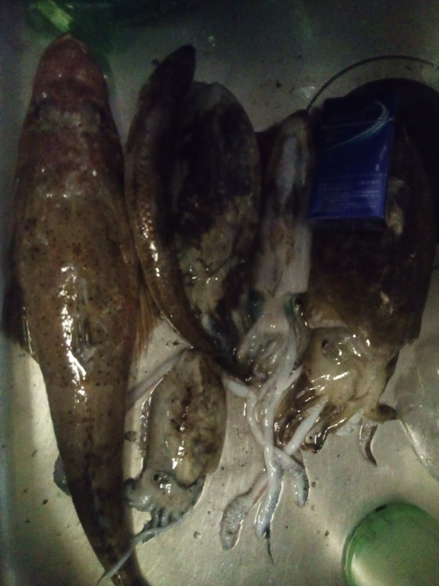 なおねこ アオリイカ1 コウイカ3 マゴチ1 エソ1 エギとワームを投げて 両方まあまあの結果が出て良かったです 小さいアオリが3杯釣れましたが 逃しました ずうねこ