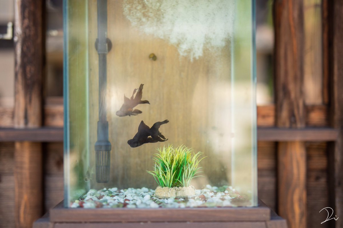 古いテレビの中や、館内に置かれた水槽の中で金魚達が嫋やかに泳いでた 古いテレビの中や、館内に置かれた水槽の中で金魚達が嫋やかに泳いでた
