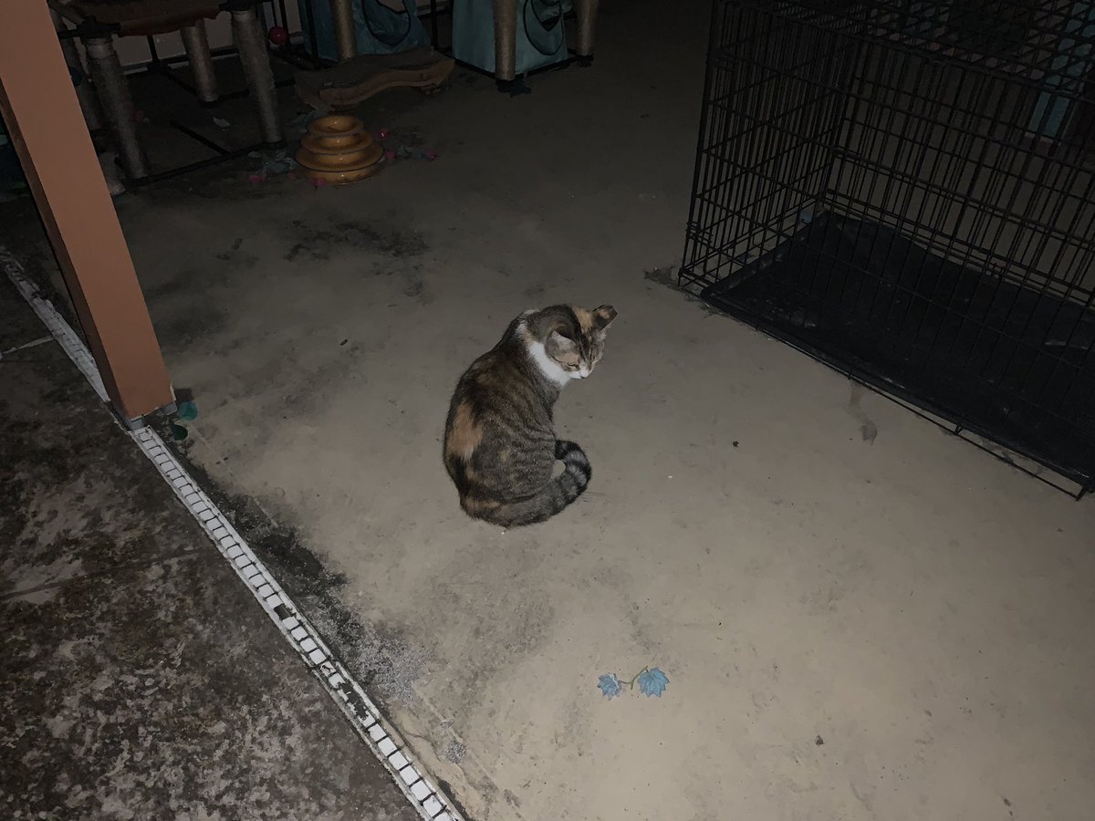 SkittlesFriends's tweet photo. Skittles: Hello Everyone, Itโs a pleasant early morning here on the Catico as we make our post #FluffyFursday Breakfast Patrols๐พ๐บ
They had his fathers memorial service yesterday, So The Big Guy is going back to work today
We send #PurrsofPeace to you all
#TailsofTheCatico ๐พ๐ https://t.co/Hq4aPvOYsv