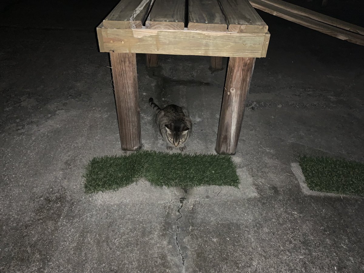 SkittlesFriends's tweet photo. Skittles: Hello Everyone, Itโs a pleasant early morning here on the Catico as we make our post #FluffyFursday Breakfast Patrols๐พ๐บ
They had his fathers memorial service yesterday, So The Big Guy is going back to work today
We send #PurrsofPeace to you all
#TailsofTheCatico ๐พ๐ https://t.co/Hq4aPvOYsv