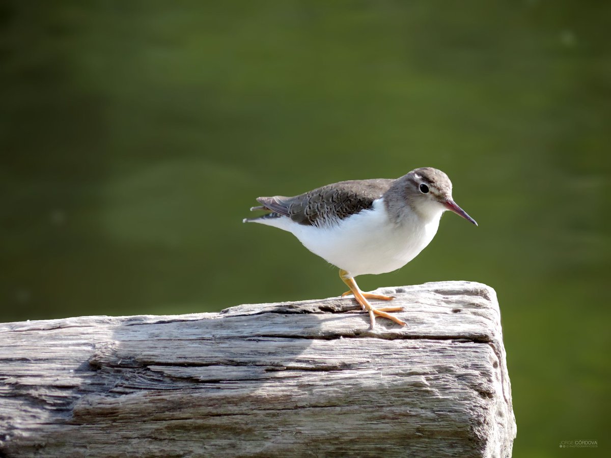 Joancordovag's tweet photo. #FelizMiercoles | #AVES
Especie: 𝘈𝘤𝘵𝘪𝘵𝘪𝘴 𝘮𝘢𝘤𝘶𝘭𝘢𝘳𝘪𝘶𝘴
Nombre común: Andarríos maculado
Estado de conservación: LC
Foto 1-2-3: Adulto no reproductor (Macho)
Foto 4: Adulto reproductor (Hembra) 
#WCSEcuador #photo #PHOTOS 
#Ecuador #bioweb #birds_Captures https://t.co/46nIaKqlXt