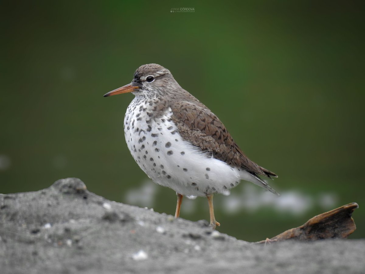 Joancordovag's tweet photo. #FelizMiercoles | #AVES
Especie: 𝘈𝘤𝘵𝘪𝘵𝘪𝘴 𝘮𝘢𝘤𝘶𝘭𝘢𝘳𝘪𝘶𝘴
Nombre común: Andarríos maculado
Estado de conservación: LC
Foto 1-2-3: Adulto no reproductor (Macho)
Foto 4: Adulto reproductor (Hembra) 
#WCSEcuador #photo #PHOTOS 
#Ecuador #bioweb #birds_Captures https://t.co/46nIaKqlXt
