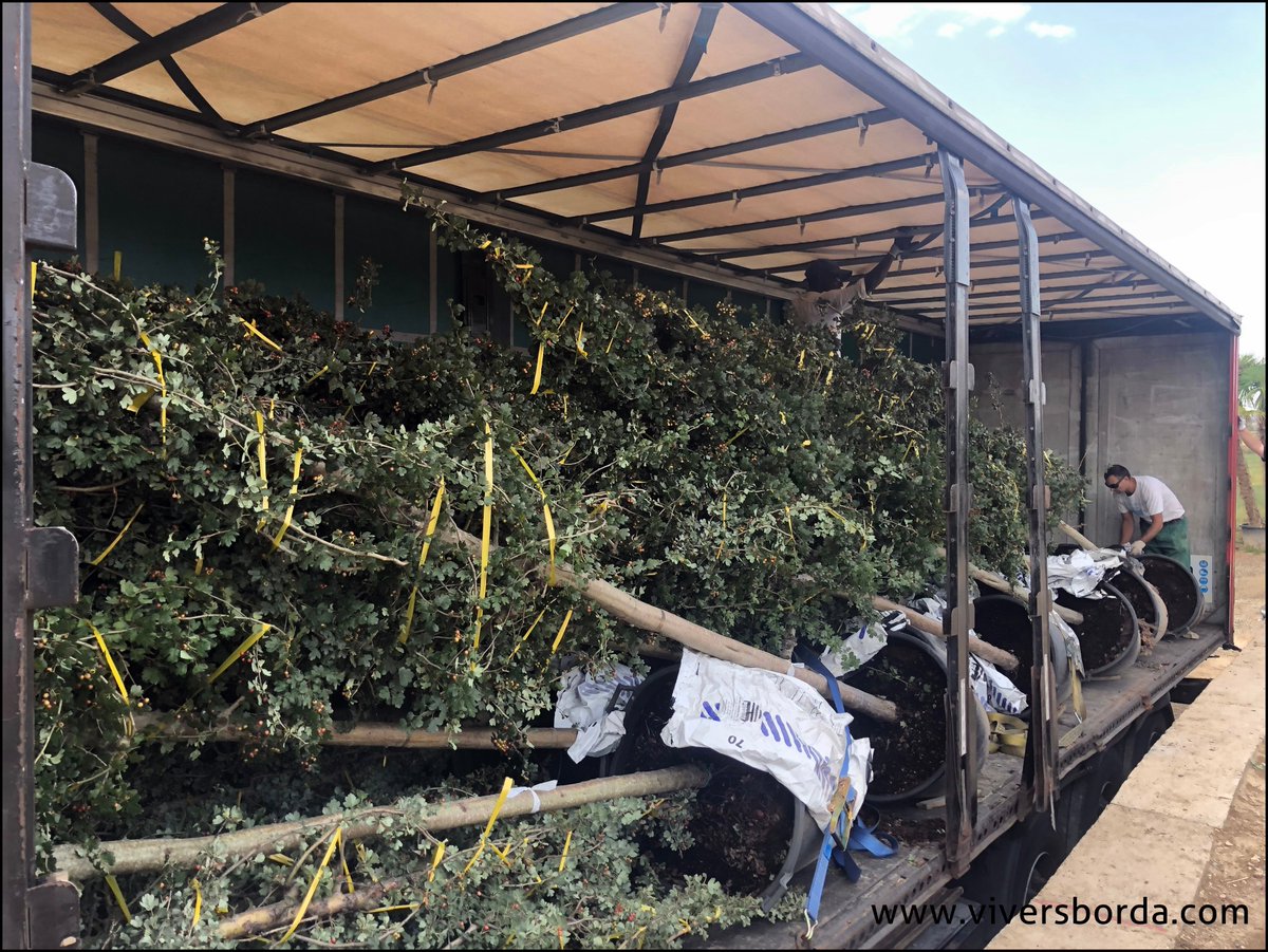 ViversBorda's tweet photo. Carga de CRATAEGUS LAEVIGATA Paul's Scarlet 20/25.
Load of CRATAEGUS LAEVIGATA Paul's Scarlet 20/25.

#crataegus #viveros #arboles #jardin #garden #lanscaping #nurseries #vivai #Pèpinières #Baumschulen #trees https://t.co/aPk9uGcfIB