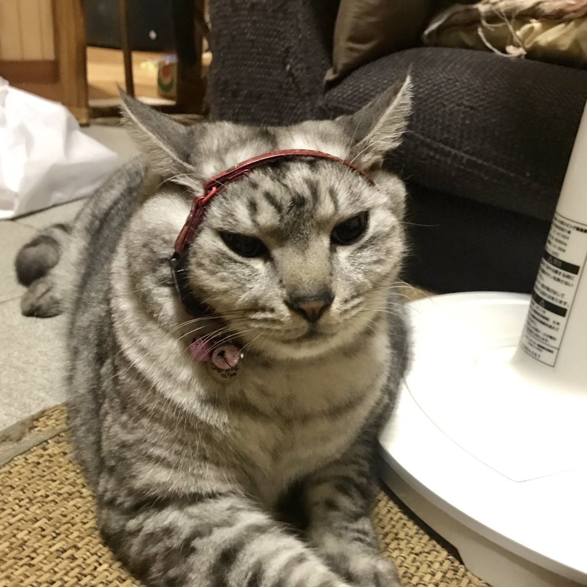 Noppy على تويتر 小顔矯正中 猫 Cat ニャンコ おもしろい猫 猫好きさんと繋がりたい サバトラ 猫モフー