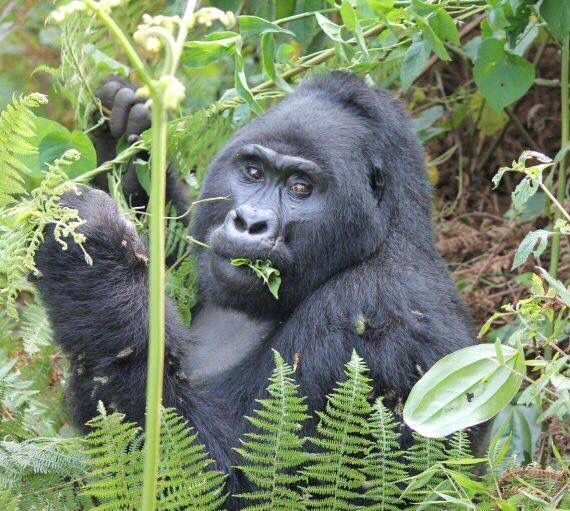 somak_travel's tweet photo. Our 9 night All in one Uganda itinerary is an exciting one packed with wonderful experiences such as Gorilla trekking, Chimpanzee trekking, game drives and a boat ride on the Nile, just to name a few. Find out more: https://t.co/LS5UPg1U43 https://t.co/ULfsijyWiX