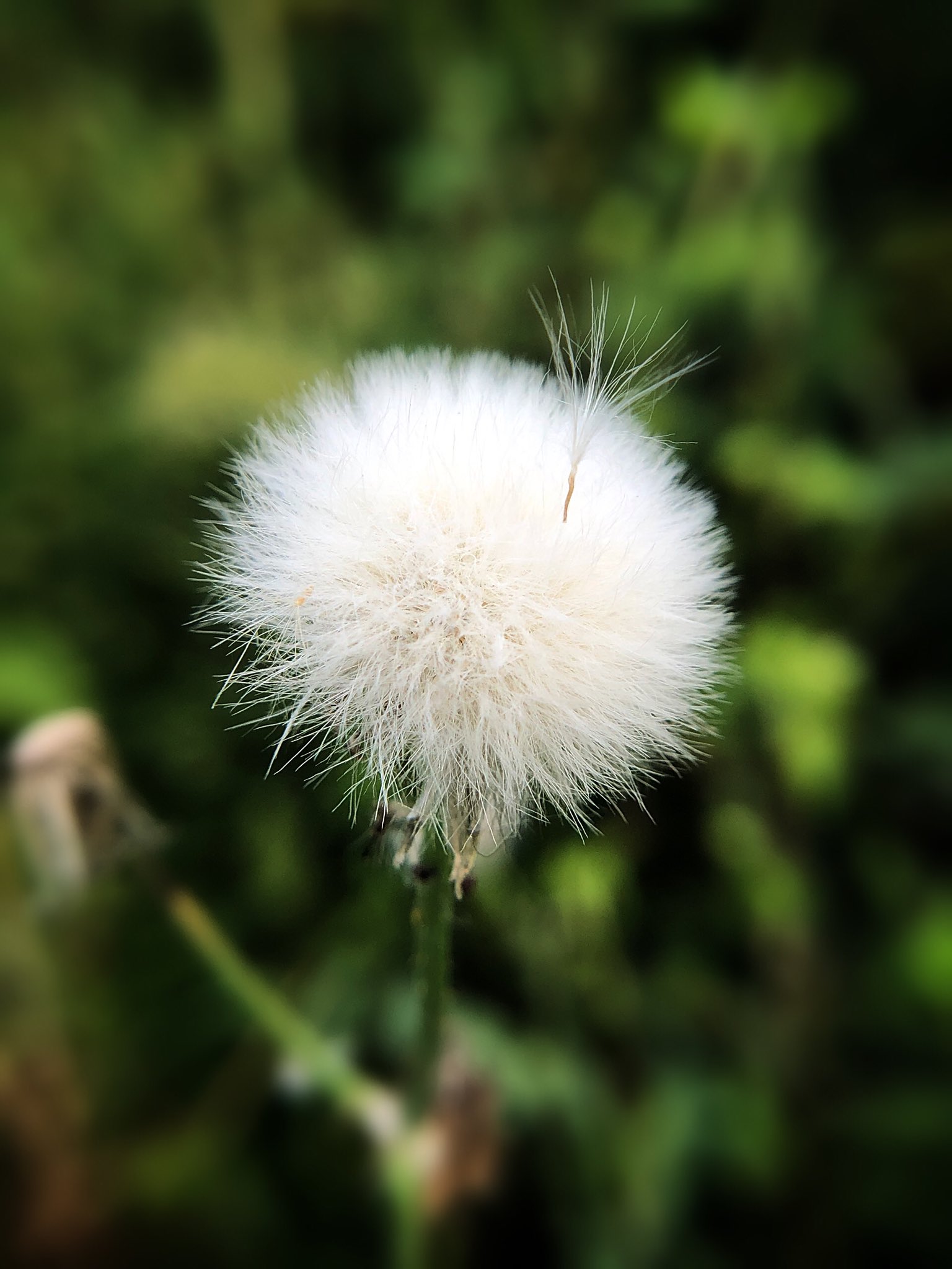 ノゲシ綿毛 Twitter Search Twitter