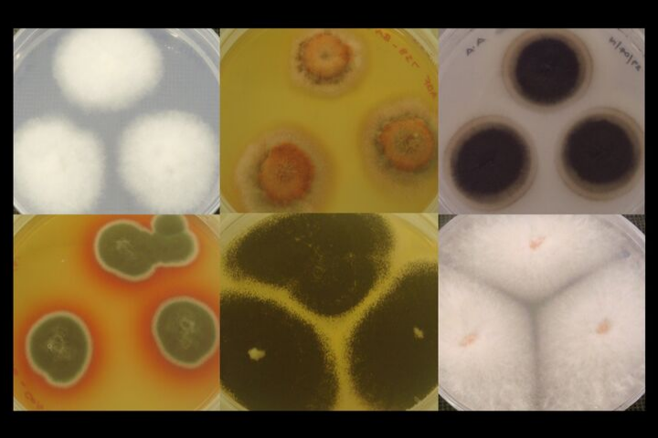 OpenResAfrica's tweet photo. The role of serendipity in the pursuit of antimicrobials by @PAKARErst - the struggle to remove a fungus from a window frame, led researcher Patrick Arthur to investigate its potential as a promising new #Antimicrobial in the fight against #Pathogens https://t.co/lkY5B0Me0T https://t.co/3sS33acGm4