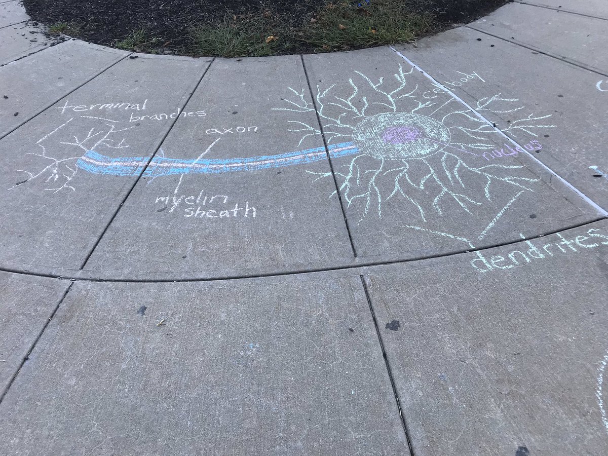 Spotted some neurons in front of Sachem East today.  Who says sidewalk chalk is only for little kids <a href="/sachemhseast/">Principal Antonetti</a>