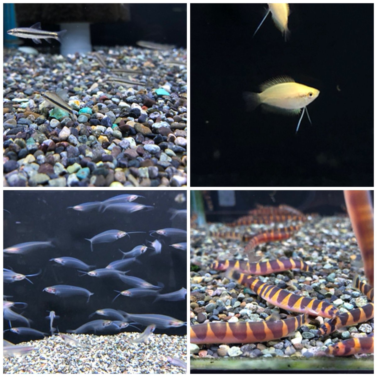 半田水園 春日井店 淡水魚入荷のお知らせ 9月26日 バンコク便 グッピーたくさん入荷です 売り切れていたレッドオスカーやラスボラ エスペイも入荷しました 淡水魚 熱帯魚 半田水園 春日井店 淡水魚入荷のお知らせ 9月26日 バンコク便 グッピーたくさん入荷です 売り切れていたレッドオスカーやラスボラ エスペイも入荷しました 淡水魚 熱帯魚