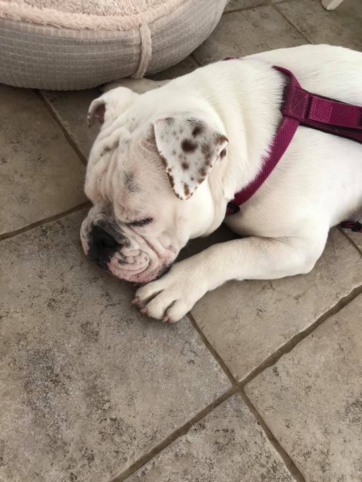 Bullies2therscu's tweet photo. Please welcome Pinto to B2TR! Isn’t he gorgeous?! This kid has to be seen by the vet and get neutered, but once that is done, he will be up for adoption! Get your apps in! ❤️
#bullies2therescue #welcomepinto #applytoadopt #englishbulldog #b2tr #bullienation #AdoptDontShop https://t.co/vL1D5RgwWt