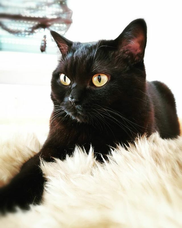 SacrifiZeLP's tweet photo. Katzencontent und so... #cat #katze #bkh #bkhblack #bkhcat #catsofinstagram #catselfie #cats_of_instagram #cats #cats_of_world #catsagram #cats_of_instworld #blackcat https://t.co/hn9JKEWse2 https://t.co/0ZAHEXJNkL