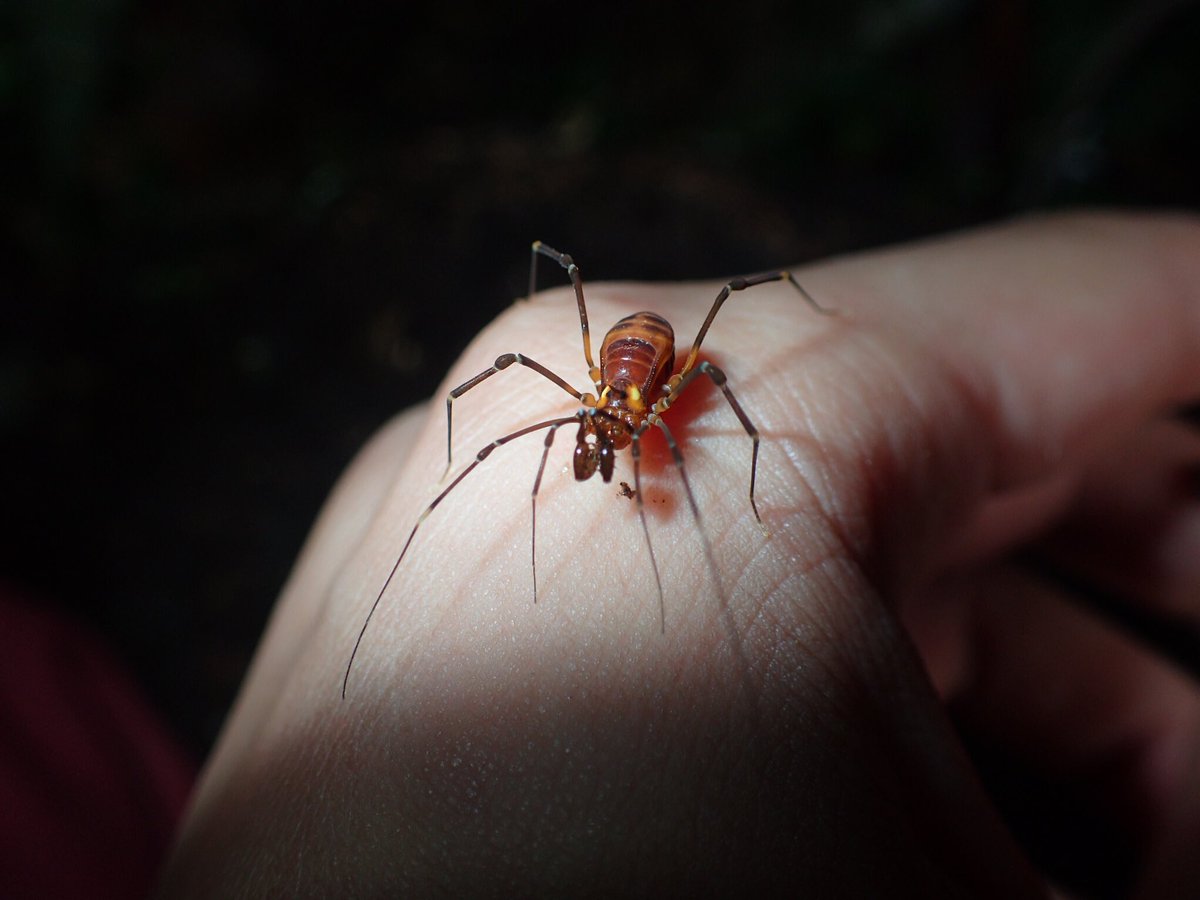 手乗りちっちゃい虫選手権
