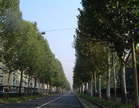 #RT <a href="/TorinoClick/">TorinoClick</a>: Per la Giornata nazionale dell’albero del 21 novembre #Torino propone una settimana di eventi sul rapporto tra #salute delle persone e #alberi in città. E’ in fase di definizione un programma di iniziative che si terranno tra il 18 e il…