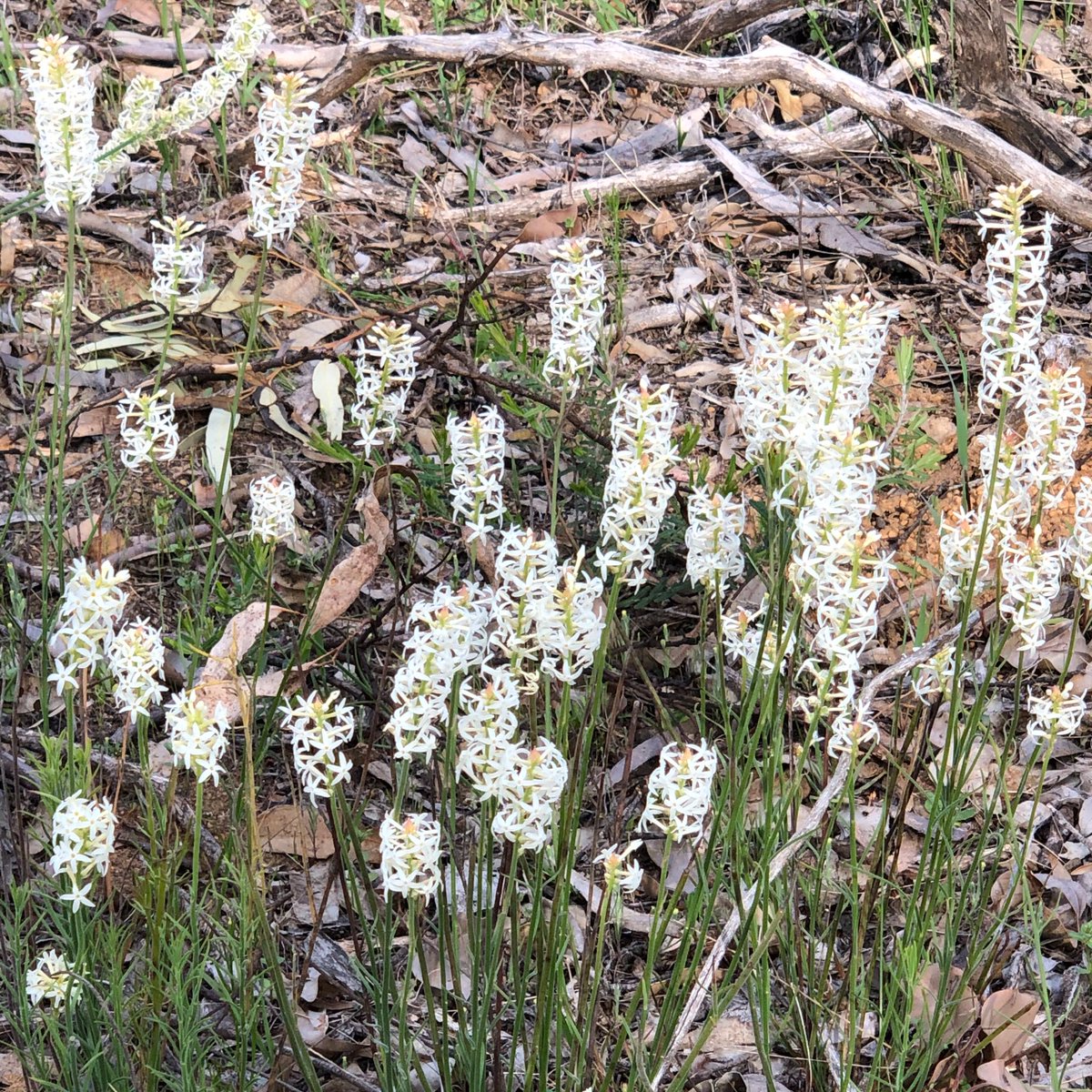 michaelffay60's tweet photo. Some “ex-endemic” families of #Australia - #Stackhousiaceae (= #Celastraceae), #Tremandraceae (= #Elaeocarpaceae), #Xanthorrhoeaceae (= #Asphodelaceae), #Chloanthaceae (= #Lamiaceae)  - all in one nature reserve https://t.co/jiPb7N33aD